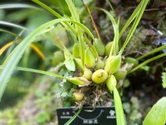 -深圳仙湖植物园