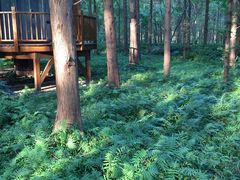 -黄海国家森林公园