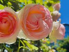 -丹东路渡口(轮渡站)