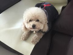 -瑞鹏宠物医院·爱宠堂·骨外专科(西荷分院)