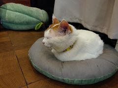 -江燕路万科里