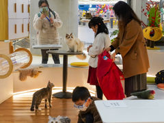 -COLOR PETS 撸猫馆·购猫·猫咖(长风大悦城店)