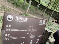 -都江堰中华大熊猫苑