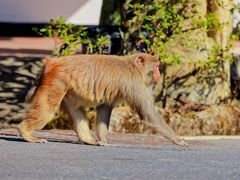 -龙岩梅花山虎园