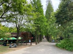 -上海滨江森林公园