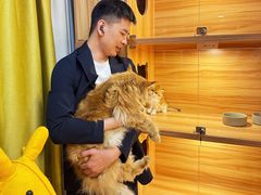 -猫十亿·布偶金渐层·曼基康矮脚猫舍(青年路店)
