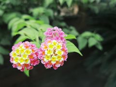 -青羊宫