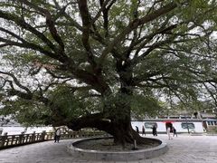 -江心屿景区