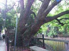 -小洲村