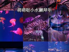 -正佳极地海洋世界