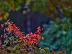 -国家植物园