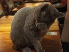 -more than meow吴止猫主题餐厅(承德 中船汇店)