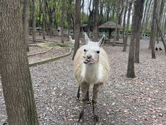 -昆山城市生态森林公园