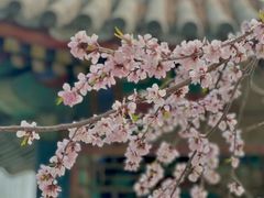 -颐和园