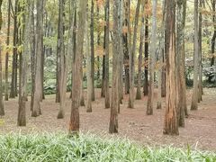 -杭州植物园