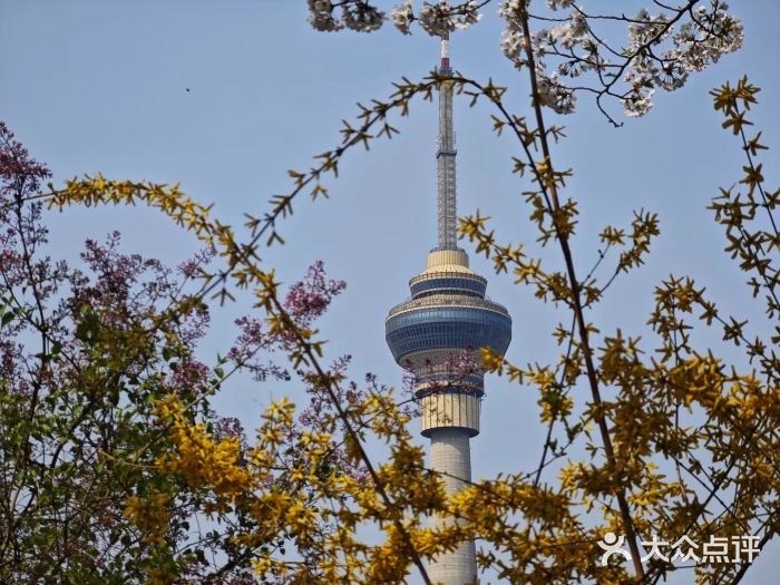 中央广播电视塔图片