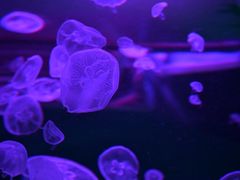 -石家庄极地海洋世界