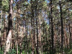 -帽儿山国家森林公园