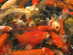 -龙悦湾酒家·八阵鱼生·渔人码头店
