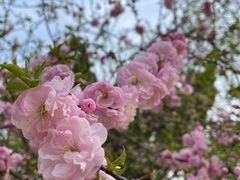 -桃花堤公园