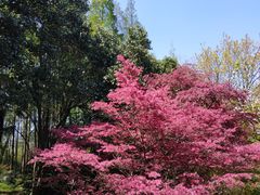 -上海滨江森林公园