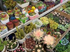 -双季花艺园艺市场(浦东店)