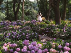 -上海共青森林公园