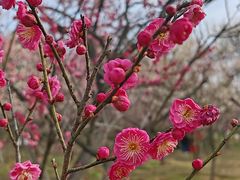 -梅花山(明孝陵内)