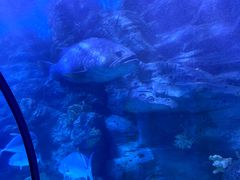 -左海海底世界