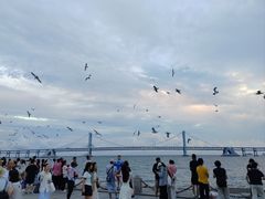 -星海湾跨海大桥