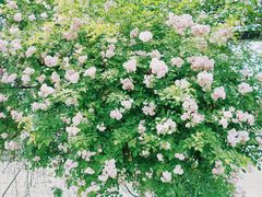 -无锡新湖铂尔曼大酒店