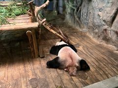-深圳野生动物园