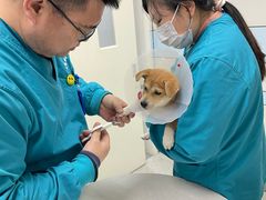 -中农国际动物医院24小时·猫科·骨科·急重症中心