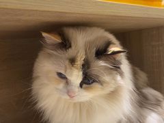 -藏猫猫咖啡主题馆(中央大道店)