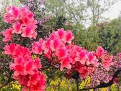 -南汇桃花村