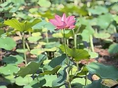 -木塔寺遗址生态公园