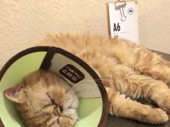 -猫友咖啡店(玉林西路店)