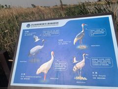 -盐城丹顶鹤湿地生态旅游区