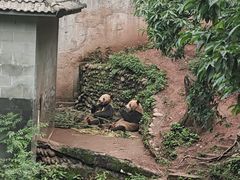 -中国大熊猫保护研究中心雅安碧峰峡基地