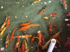 -鲤鱼塘农家山庄