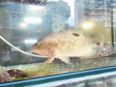 -凯华海鲜火锅·传承三十六年