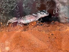 -酷以爬仙阁实体爬宠店·守宫·蜥蜴·专业繁育