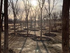 -天津东丽湖风景区