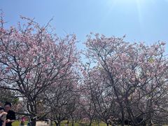 -天适樱花悠乐园