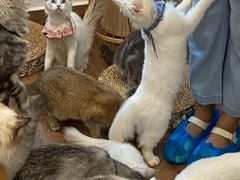 -楼上猫咖(罗湖店)