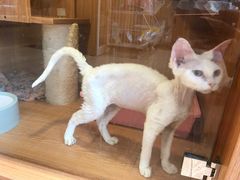 -Pets First伊珊娜洗护·精致美容·家庭式寄养(新会路店)