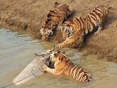 -西安秦岭野生动物园