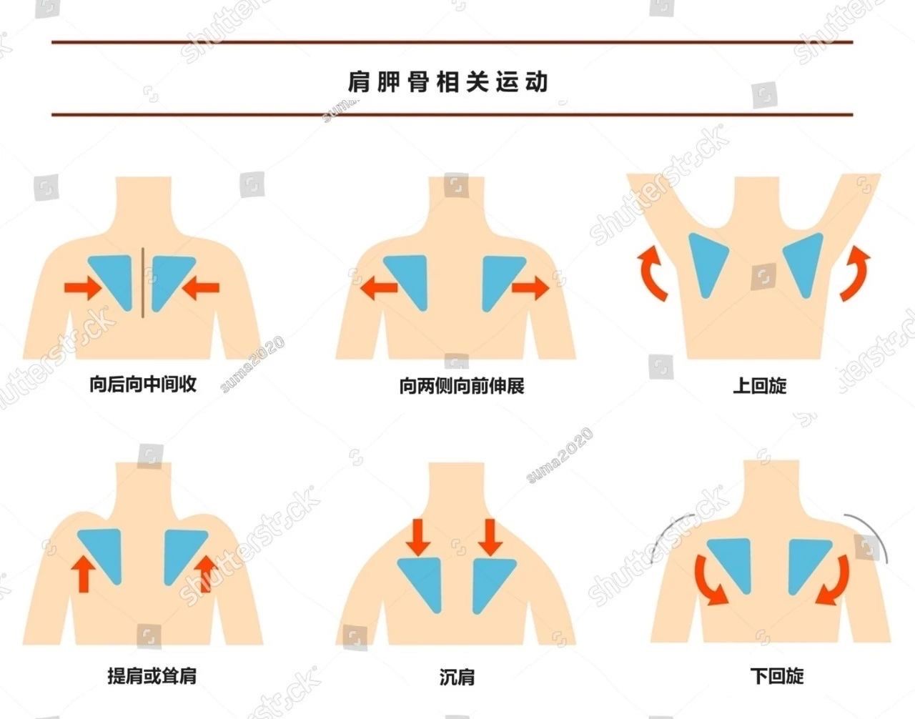 背部训练前,主要是活动肩胛骨