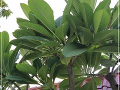 -云溪植物园