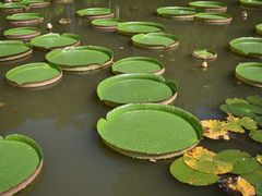 -西双版纳原始森林公园